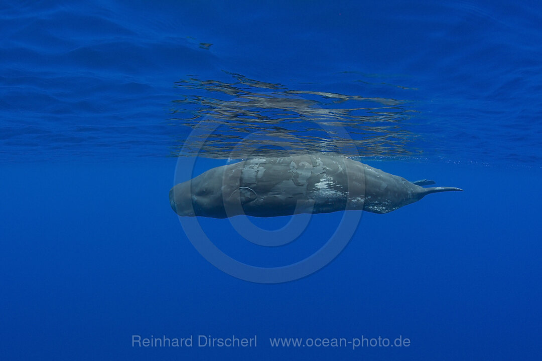 Young Sperm Whale, Physeter catodon, Azores, Atlantic Ocean, Portugal