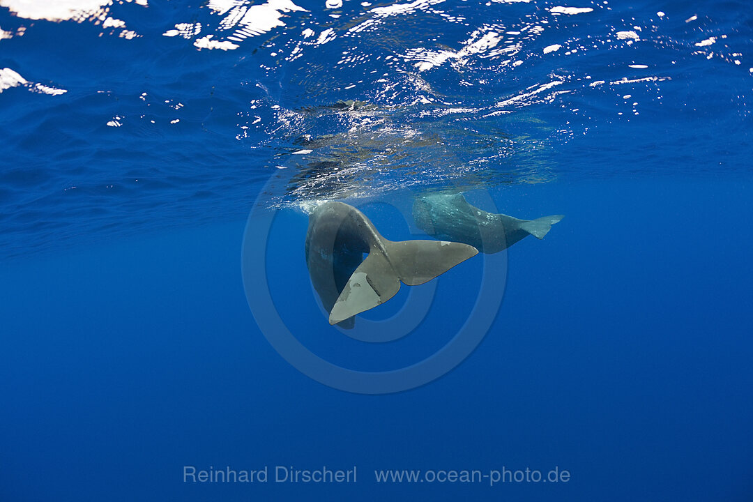 Sperm Whale Mother and Calf, Physeter catodon, Azores, Atlantic Ocean, Portugal