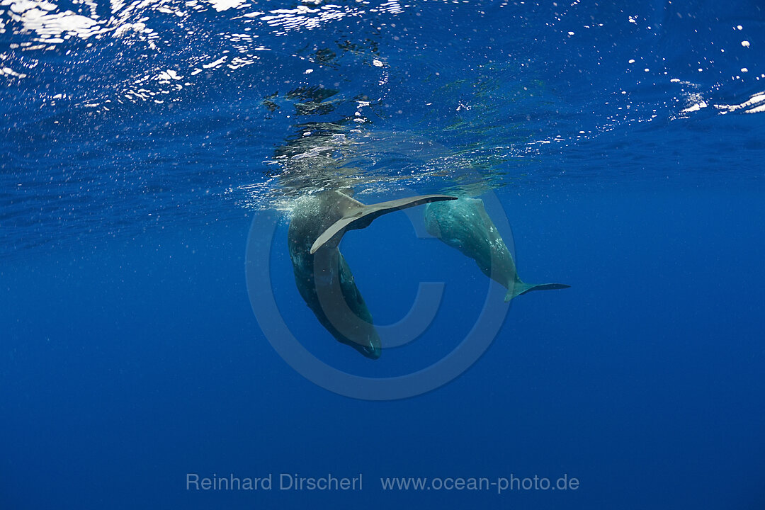 Sperm Whale Mother and Calf, Physeter catodon, Azores, Atlantic Ocean, Portugal