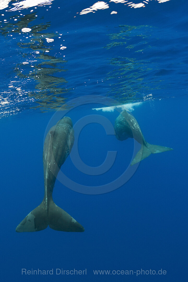 Sperm Whale Mother and Calf, Physeter catodon, Azores, Atlantic Ocean, Portugal