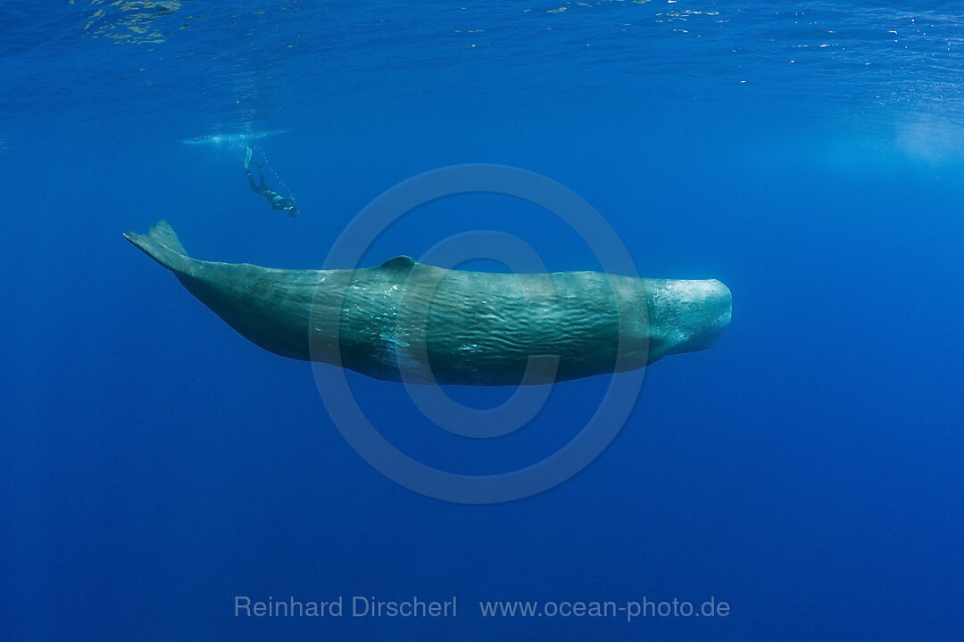 Sperm Whale and Photographer, Physeter catodon, Azores, Atlantic Ocean, Portugal