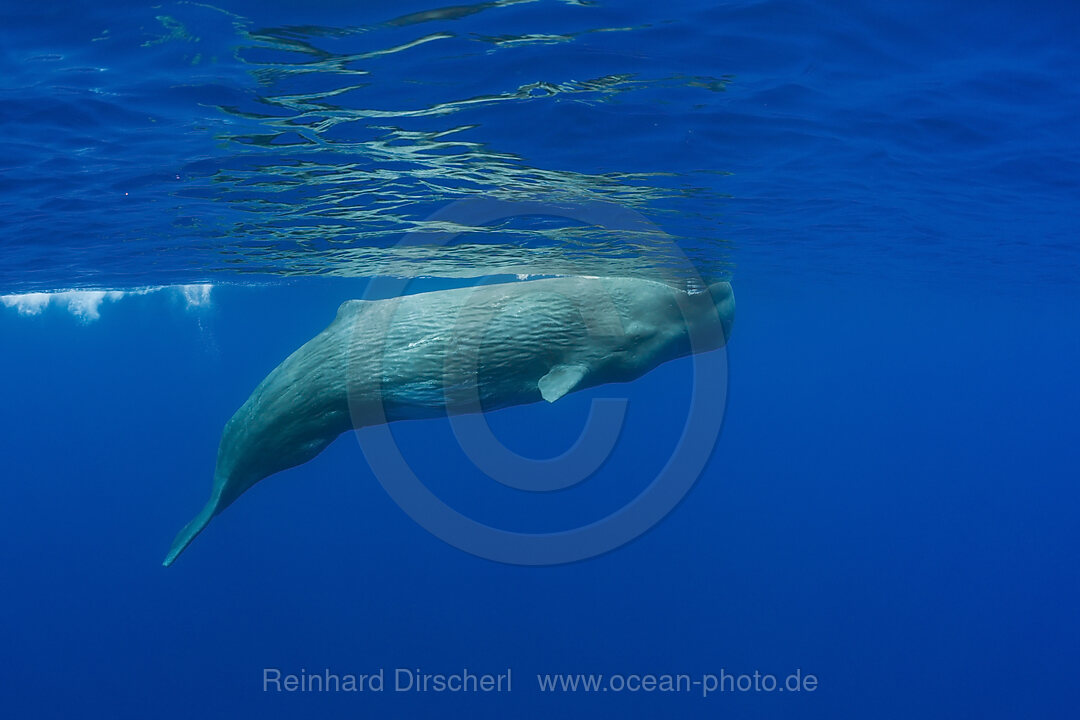 Sperm Whale, Physeter catodon, Azores, Atlantic Ocean, Portugal