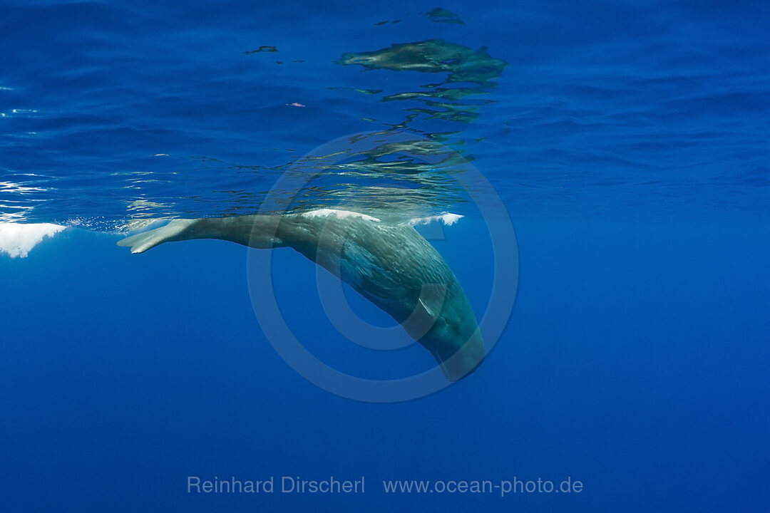 Sperm Whale, Physeter catodon, Azores, Atlantic Ocean, Portugal