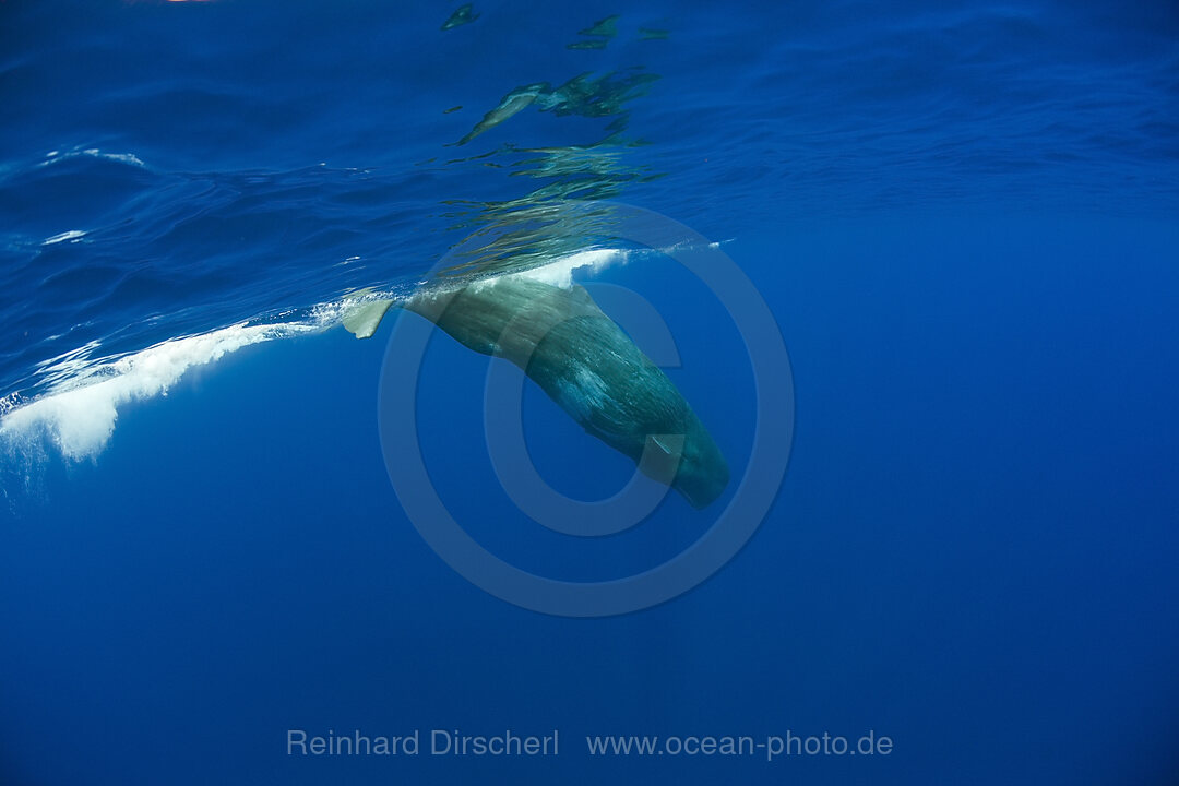 Sperm Whale, Physeter catodon, Azores, Atlantic Ocean, Portugal