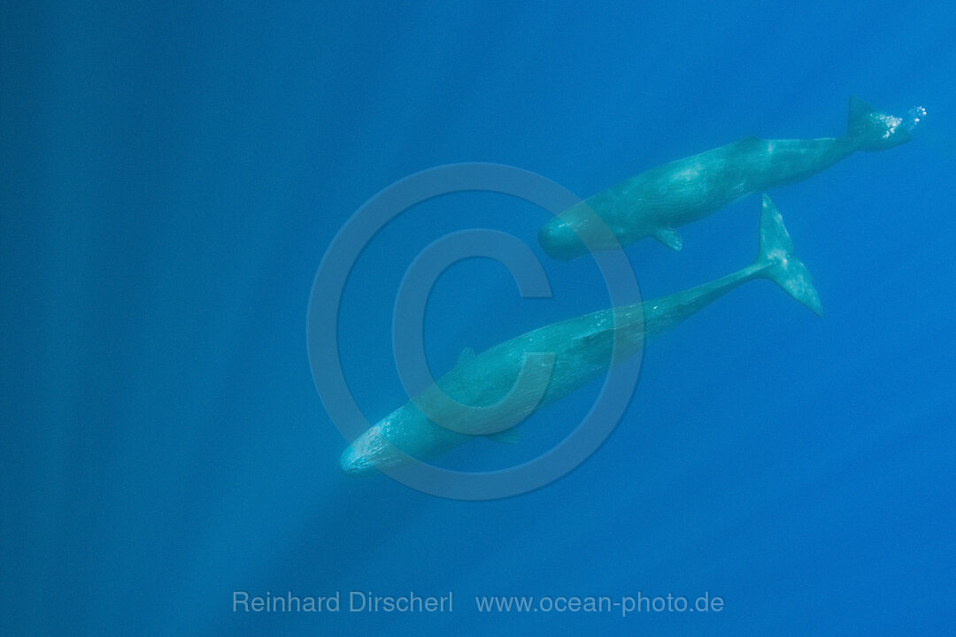 Sperm Whale Mother and Calf, Physeter catodon, Azores, Atlantic Ocean, Portugal