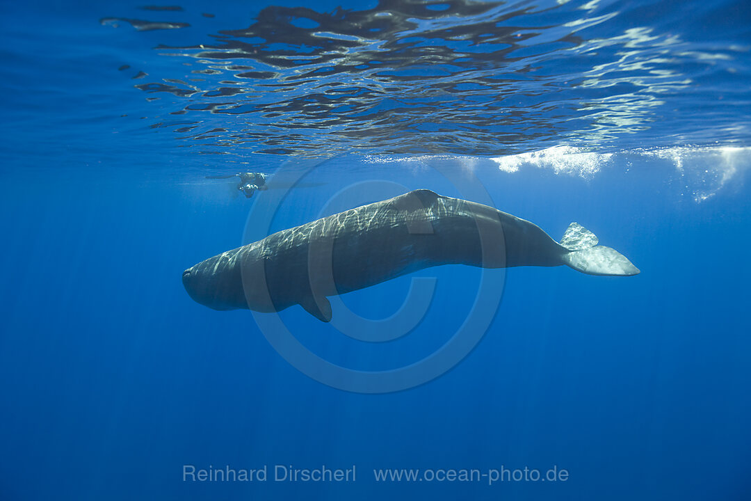 Sperm Whale and Photographer, Physeter catodon, Azores, Atlantic Ocean, Portugal