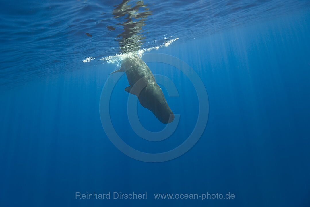 Sperm Whale