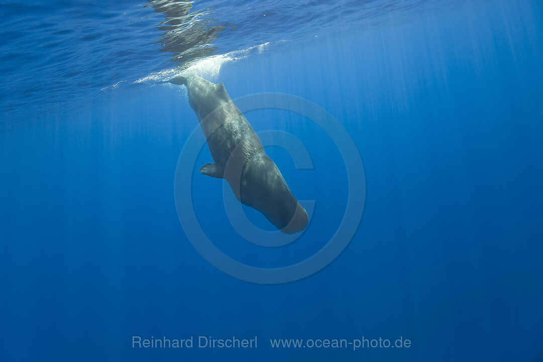 Sperm Whale