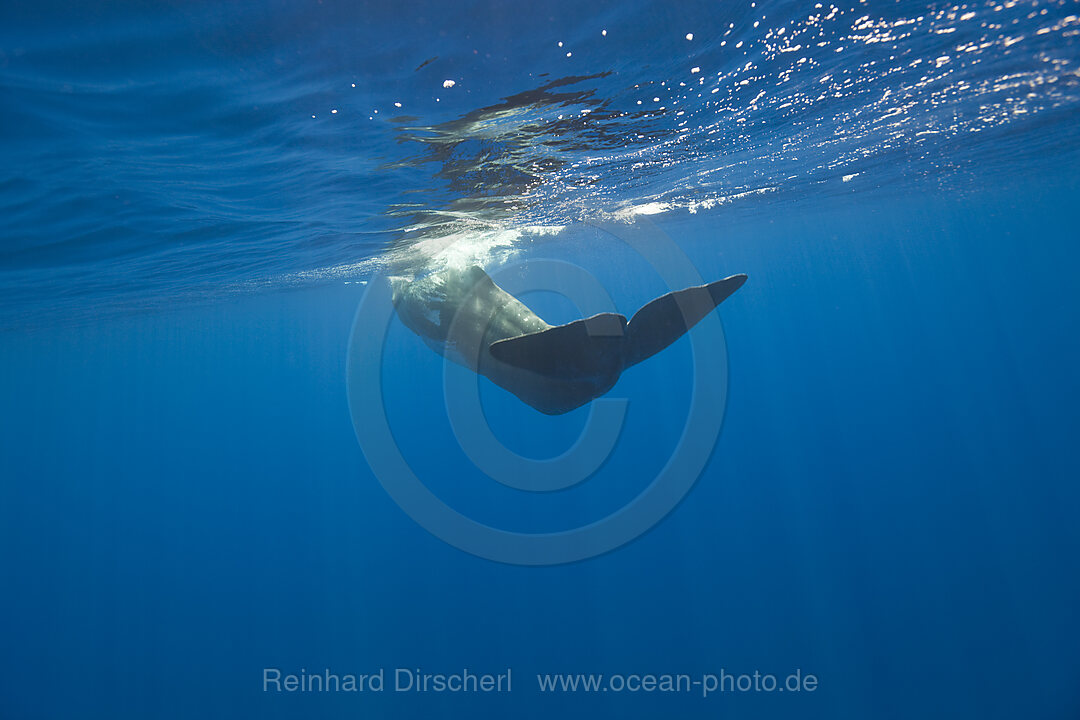 Sperm Whale, Physeter catodon, Azores, Atlantic Ocean, Portugal