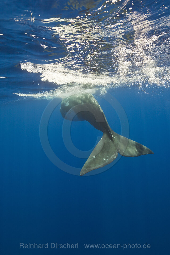 Sperm Whale
