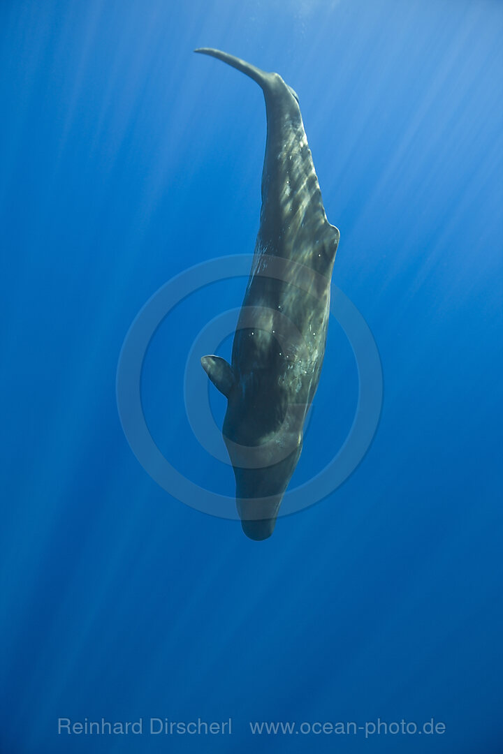 Sperm Whale, Physeter catodon, Azores, Atlantic Ocean, Portugal