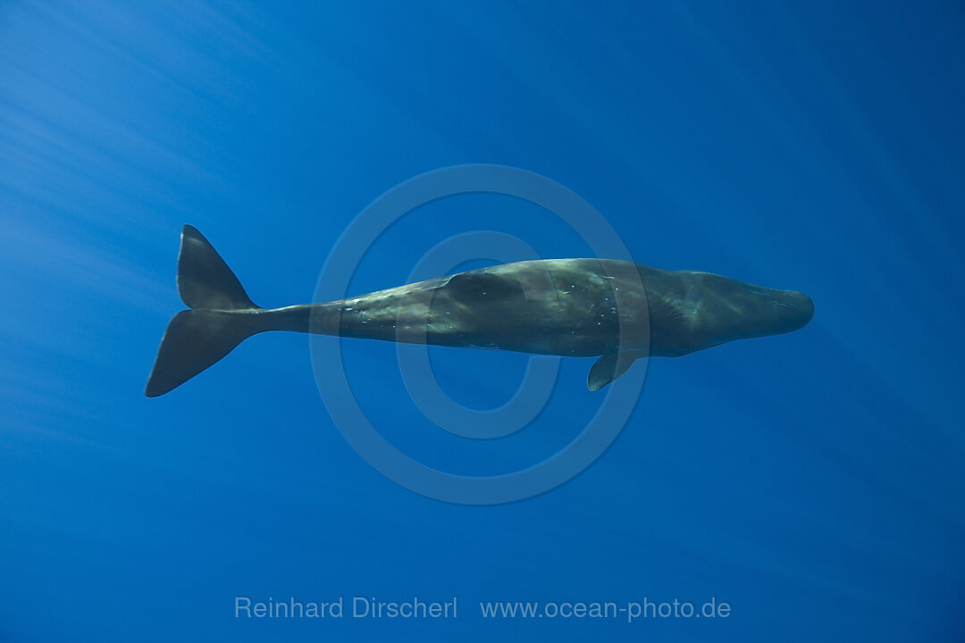 Pottwal, Physeter catodon, Azoren, Atlantik, Portugal