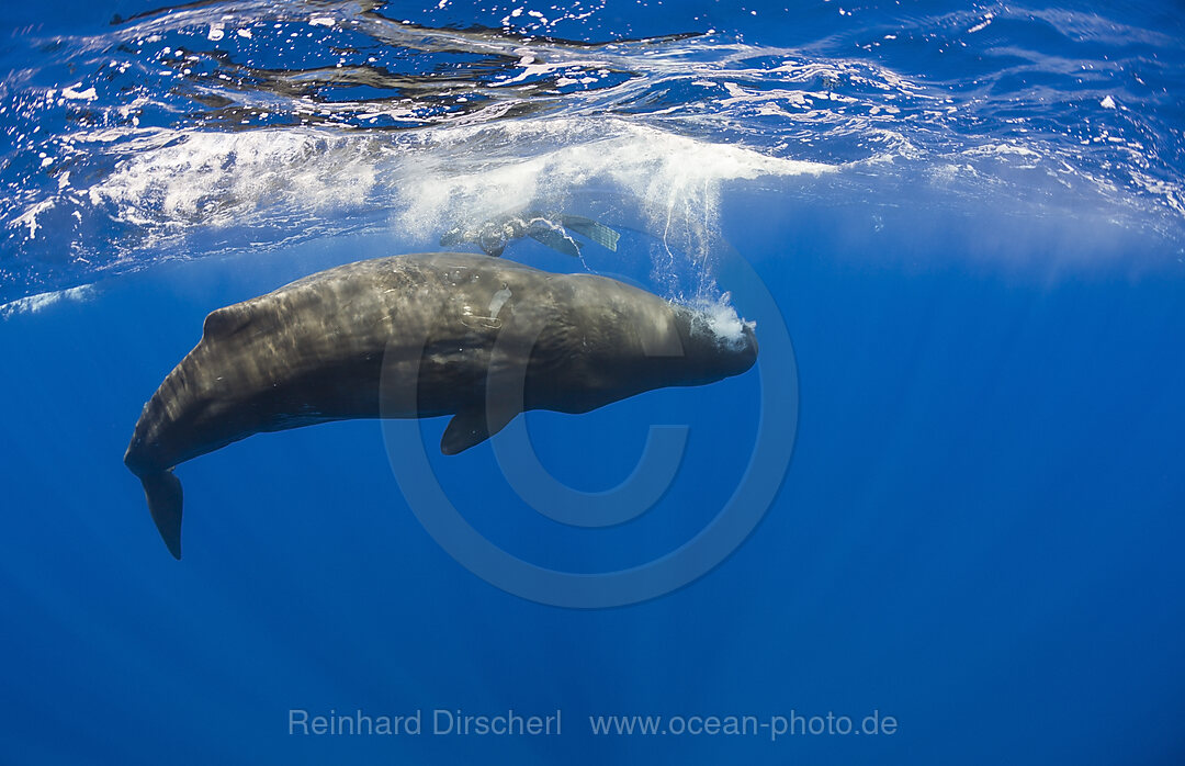 Sperm Whale, Physeter catodon, Azores, Atlantic Ocean, Portugal