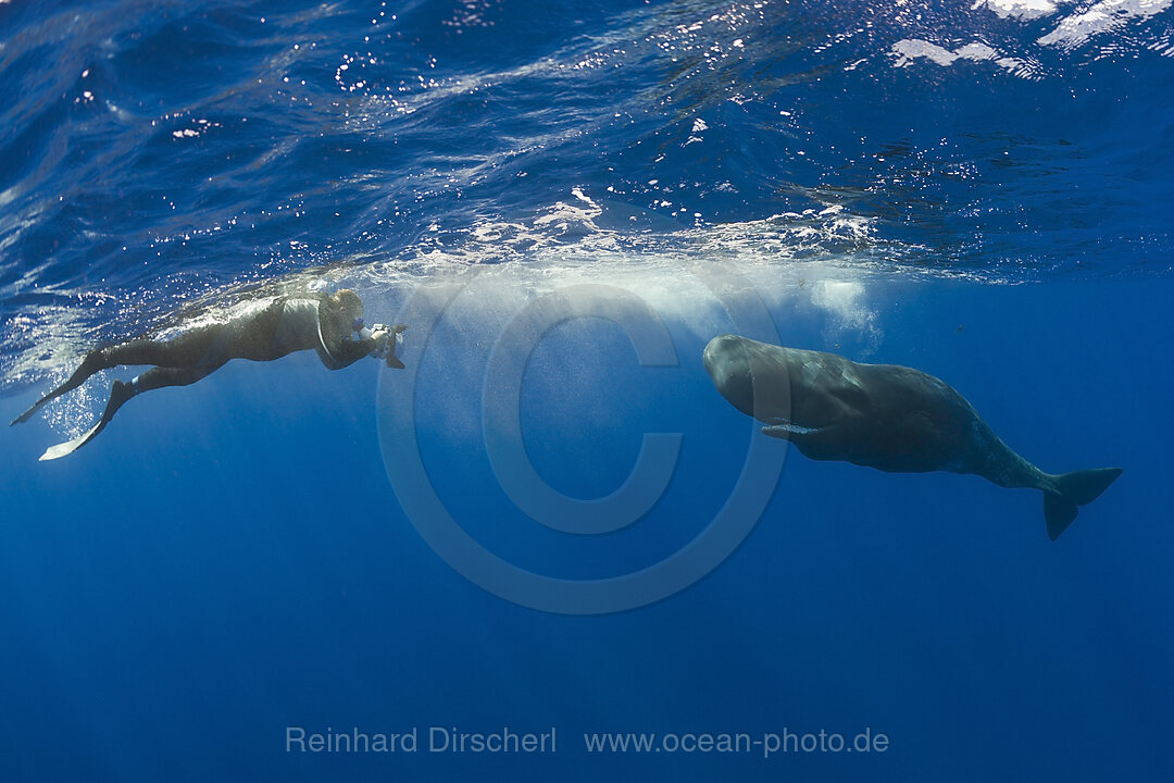 Sperm Whale and Photographer, Physeter catodon, Azores, Atlantic Ocean, Portugal