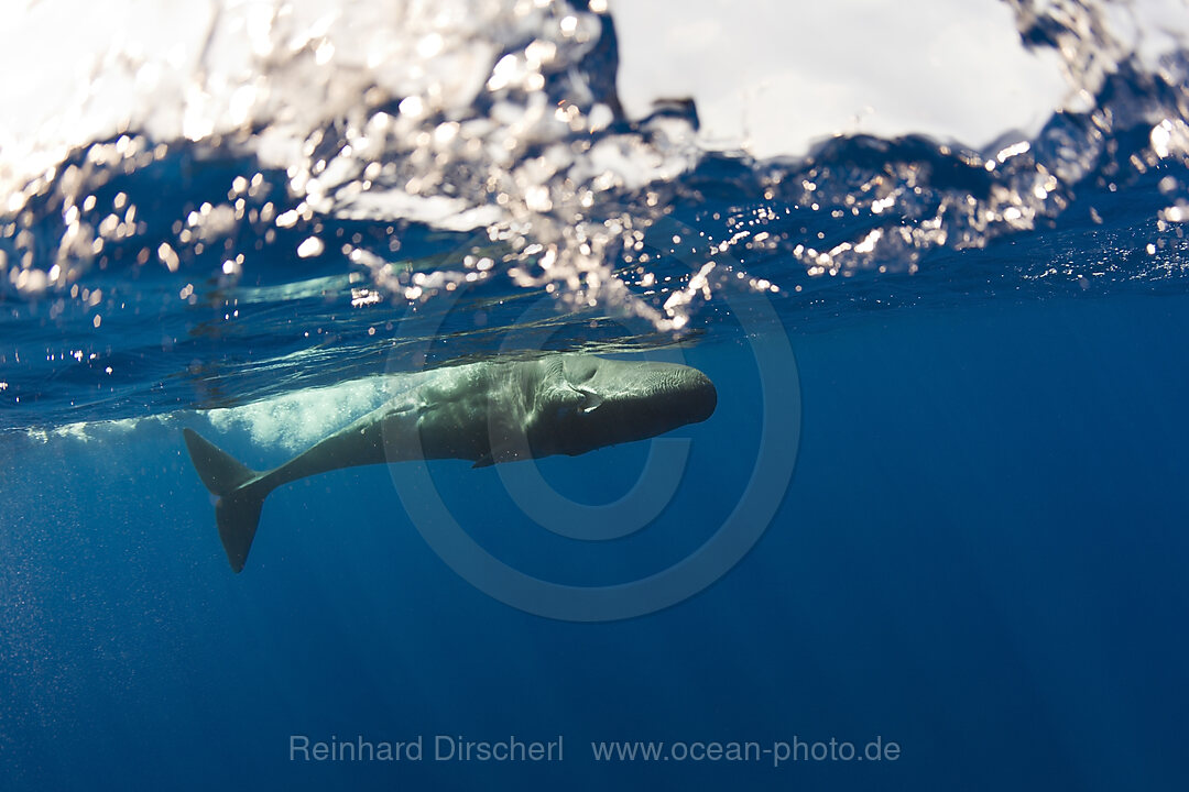 Young Sperm Whale, Physeter catodon, Azores, Atlantic Ocean, Portugal