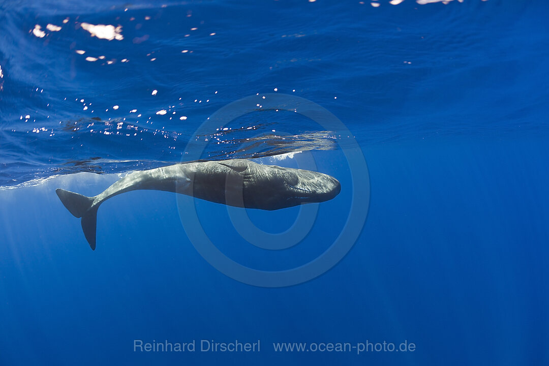 Young Sperm Whale, Physeter catodon, Azores, Atlantic Ocean, Portugal