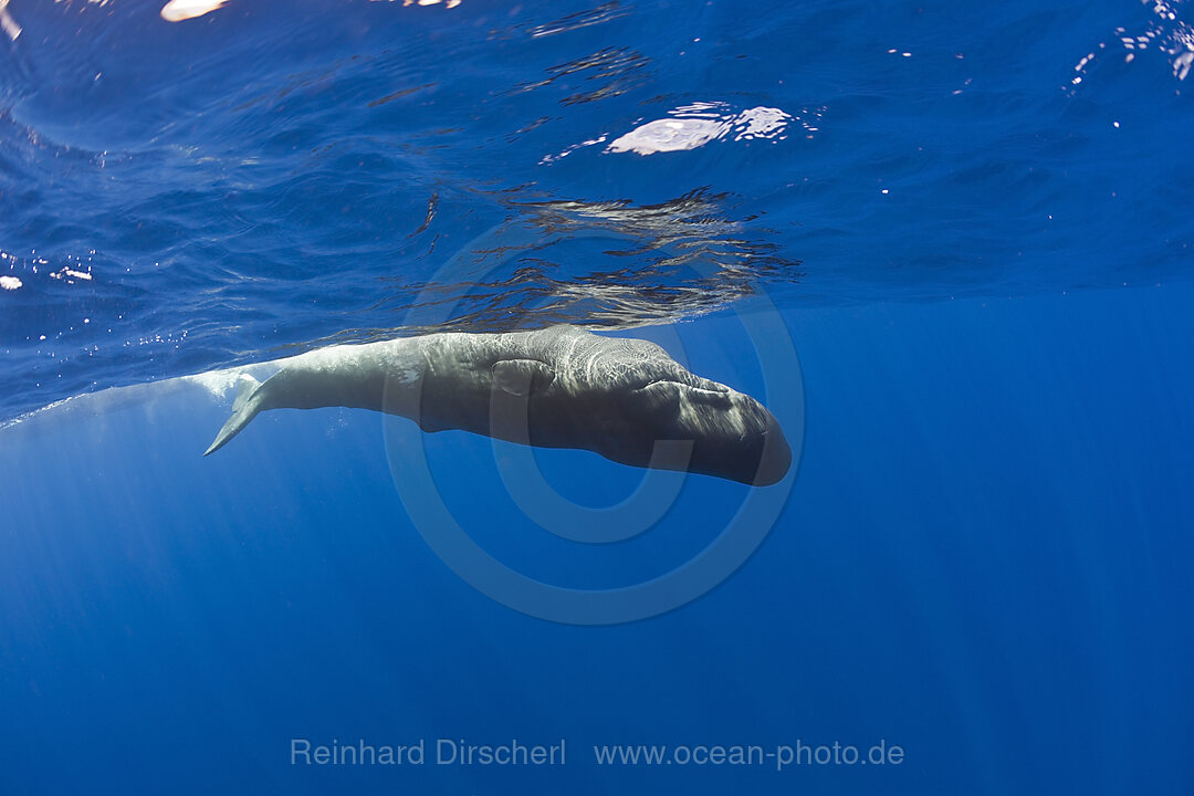 Young Sperm Whale