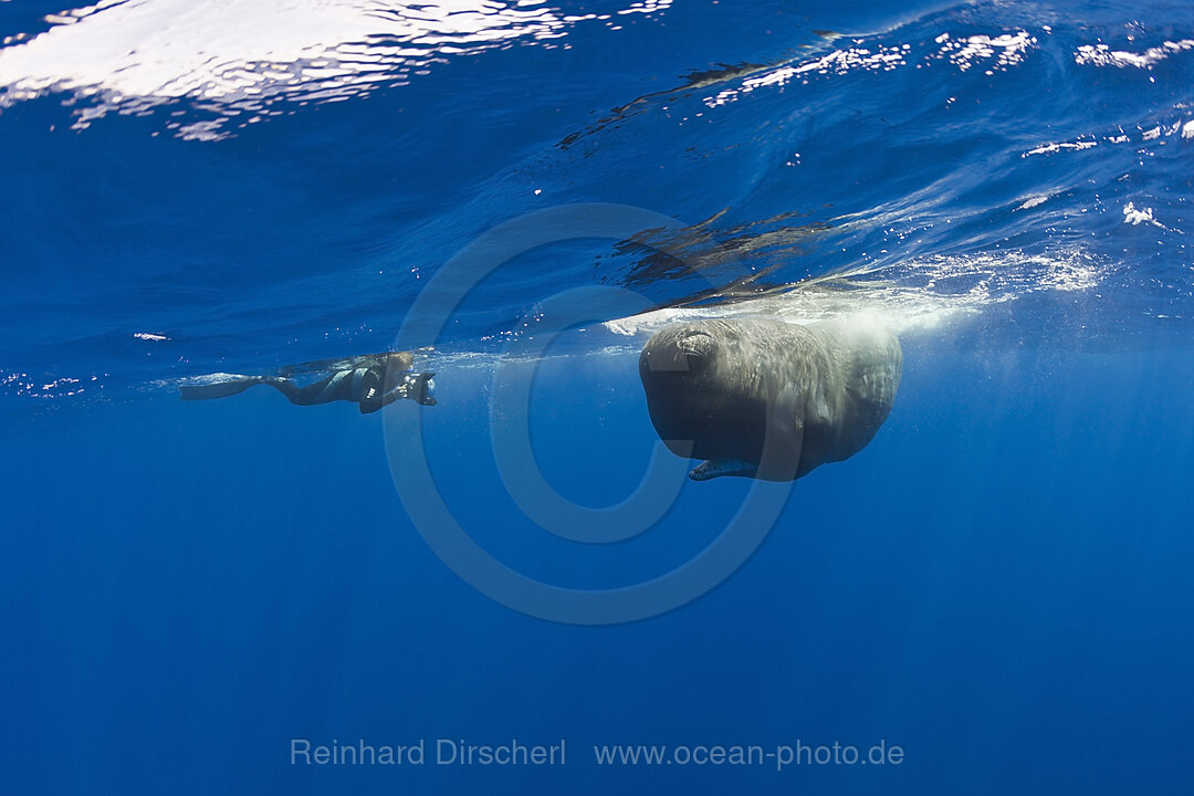 Sperm Whale and Photographer