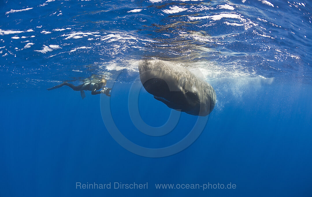 Pottwal und Fotograf, Physeter catodon, Azoren, Atlantik, Portugal