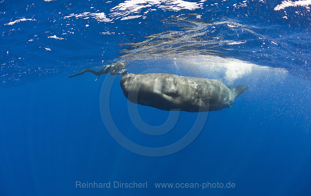 Pottwal und Fotograf, Physeter catodon, Azoren, Atlantik, Portugal