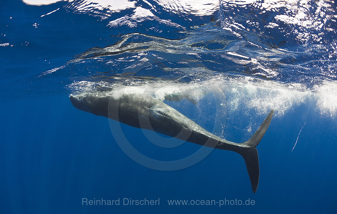 Junger Pottwal, Physeter catodon, Azoren, Atlantik, Portugal