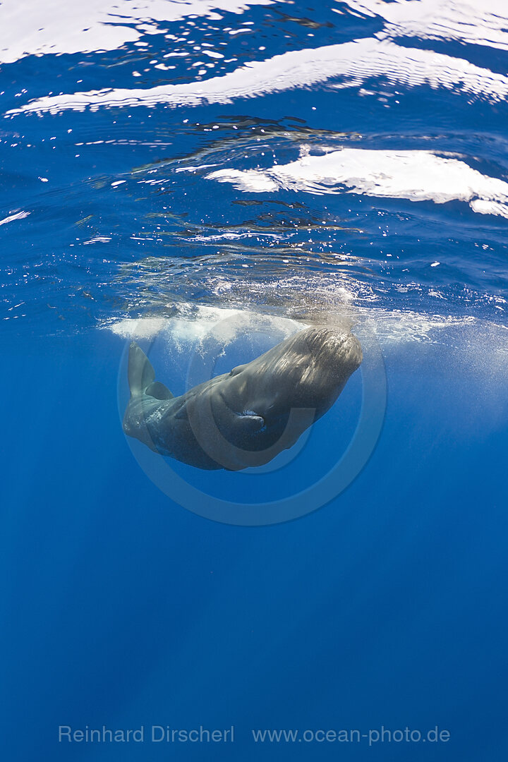 Young Sperm Whale
