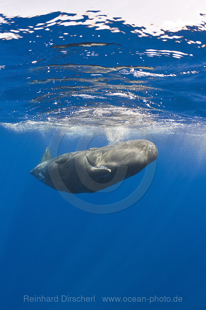 Young Sperm Whale, Physeter catodon, Azores, Atlantic Ocean, Portugal