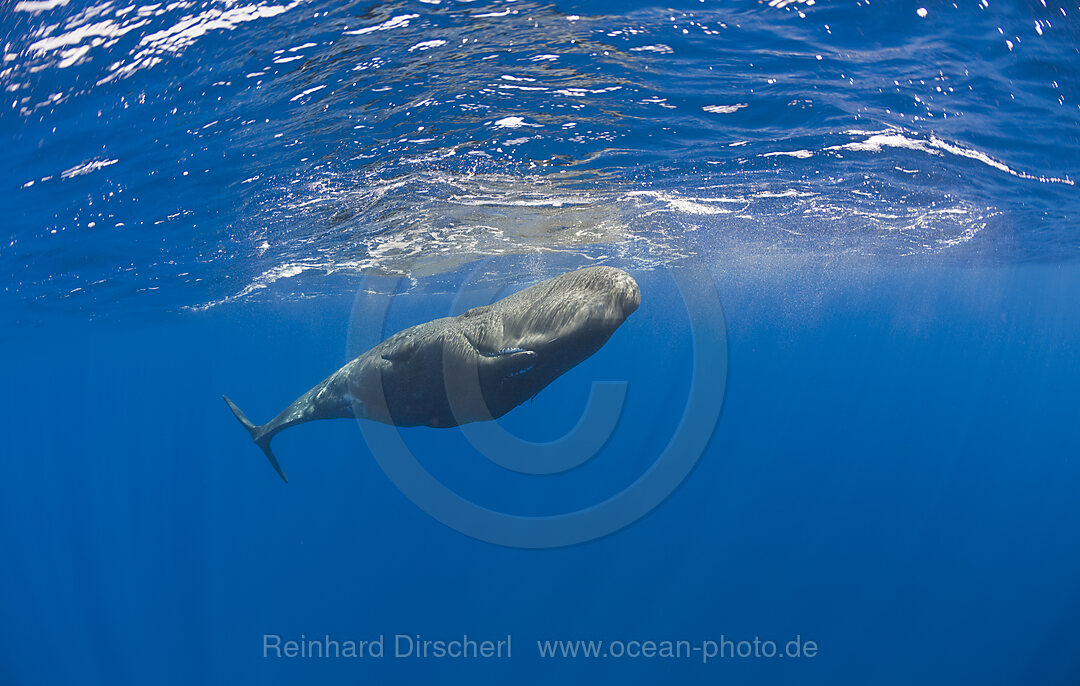 Junger Pottwal, Physeter catodon, Azoren, Atlantik, Portugal