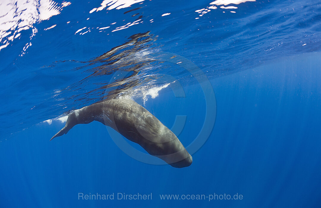 Young Sperm Whale, Physeter catodon, Azores, Atlantic Ocean, Portugal