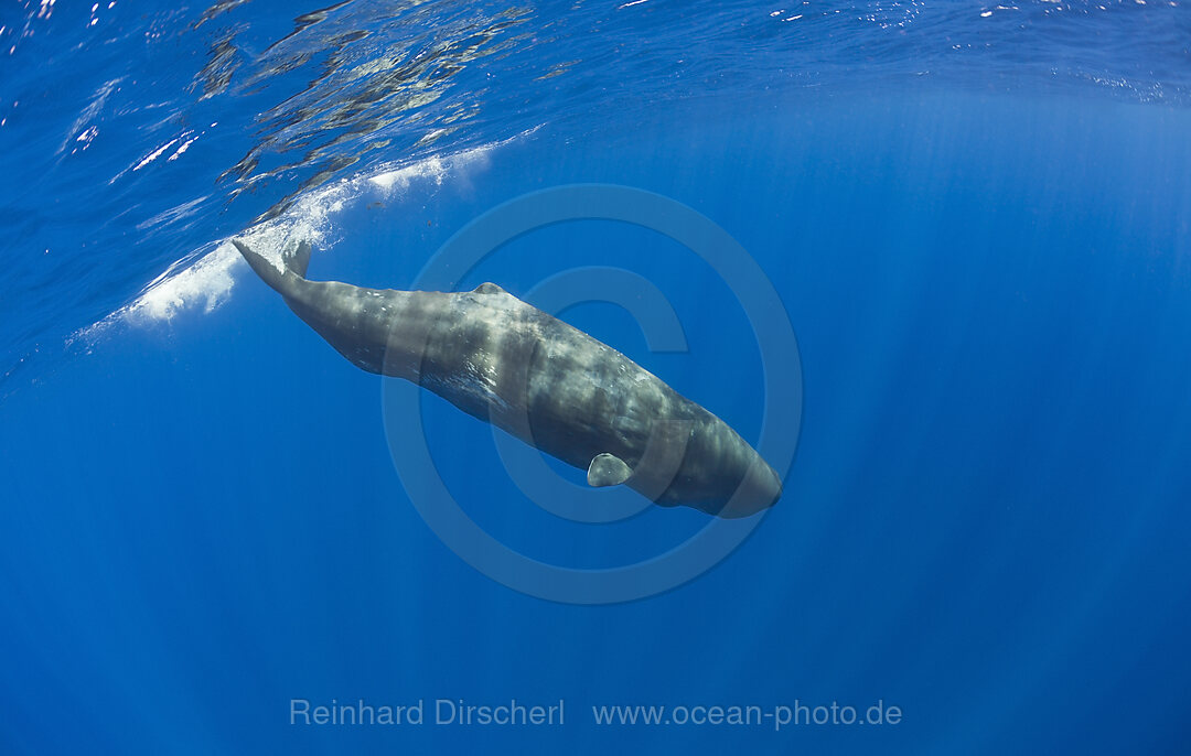 Junger Pottwal, Physeter catodon, Azoren, Atlantik, Portugal