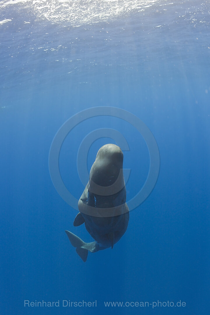 Young Sperm Whale, Physeter catodon, Azores, Atlantic Ocean, Portugal