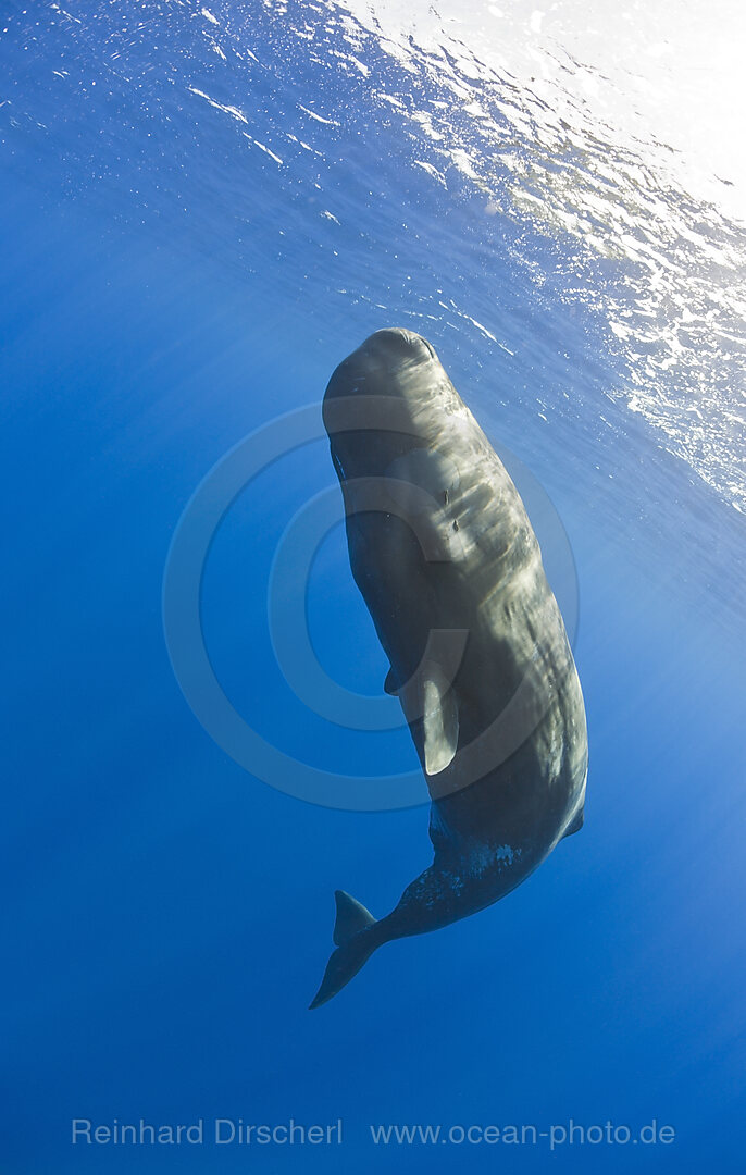 Junger Pottwal, Physeter catodon, Azoren, Atlantik, Portugal