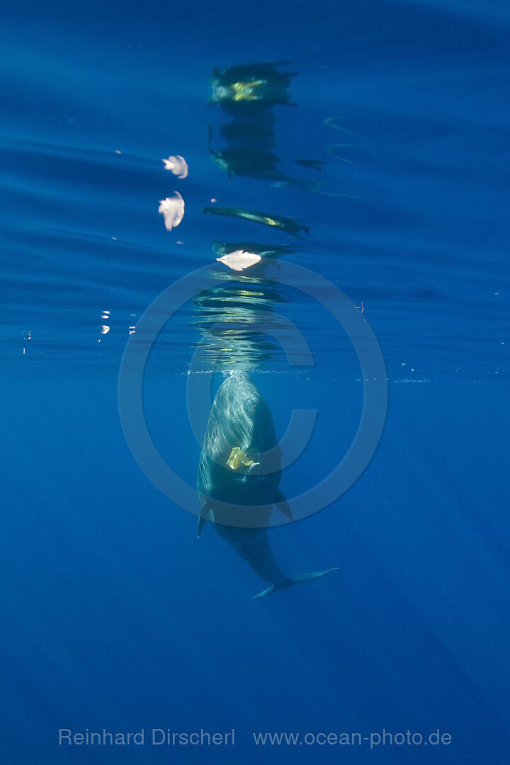 Sperm Whale plays with Plastic Waste, Physeter catodon, Azores, Atlantic Ocean, Portugal