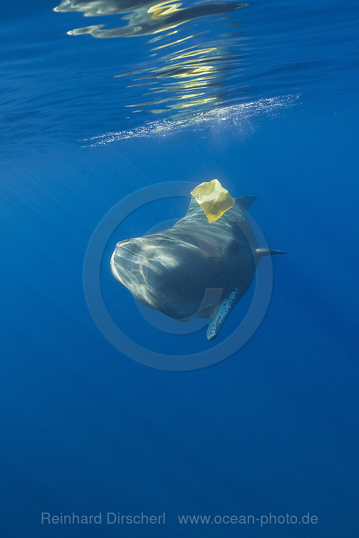 Sperm Whale plays with Plastic Waste, Physeter catodon, Azores, Atlantic Ocean, Portugal