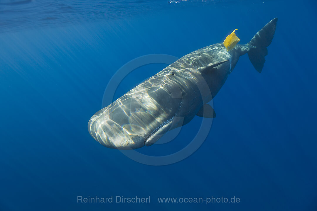 Sperm Whale plays with Plastic Waste