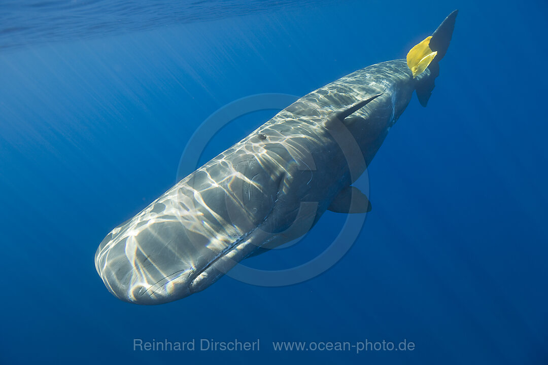 Sperm Whale plays with Plastic Waste