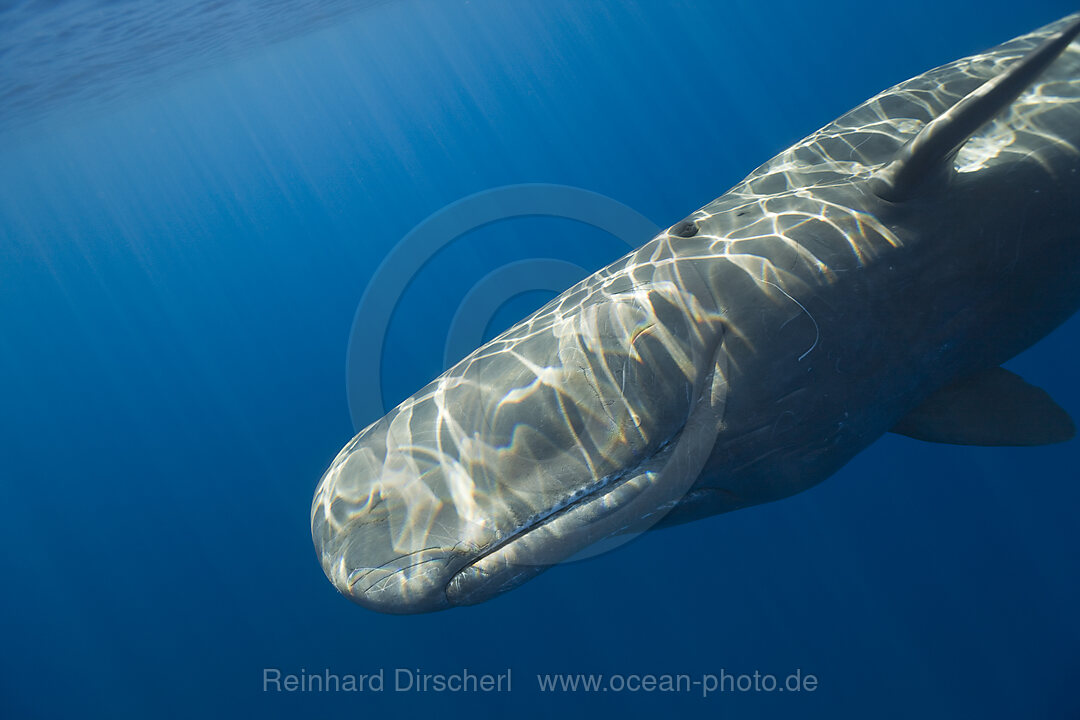 Sperm Whale, Physeter catodon, Azores, Atlantic Ocean, Portugal