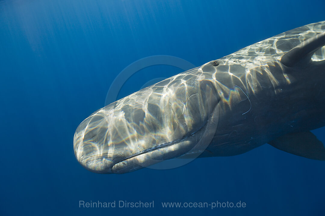 Sperm Whale, Physeter catodon, Azores, Atlantic Ocean, Portugal