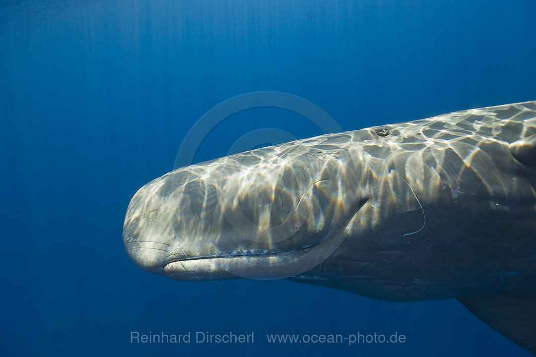 Sperm Whale, Physeter catodon, Azores, Atlantic Ocean, Portugal