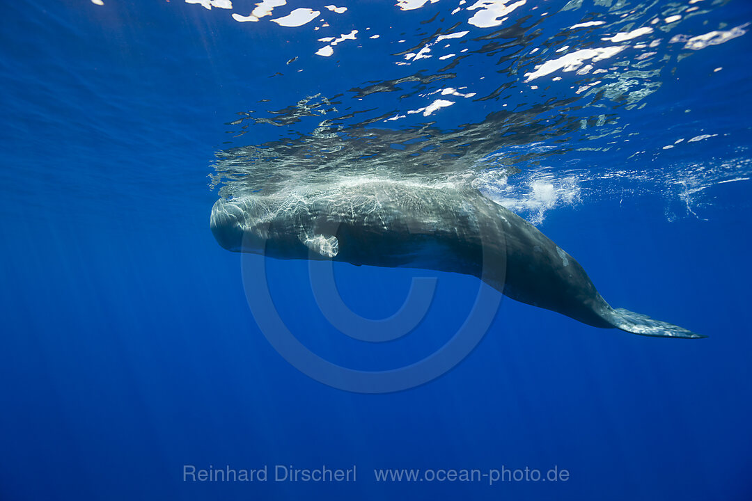 Sperm Whale, Physeter catodon, Azores, Atlantic Ocean, Portugal