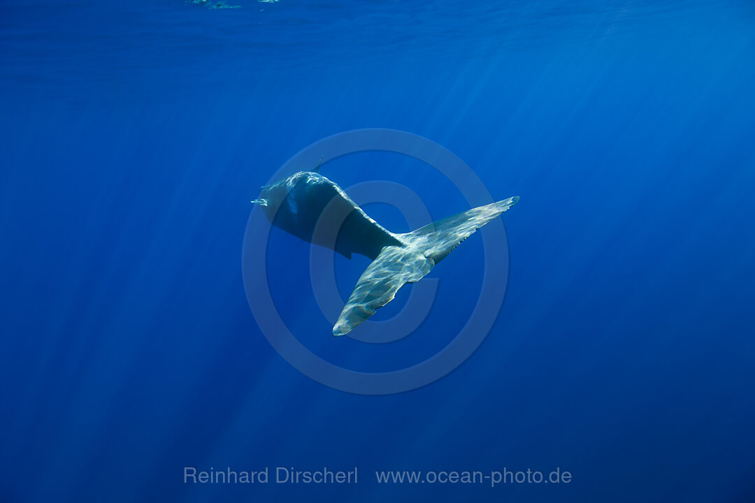 Sperm Whale