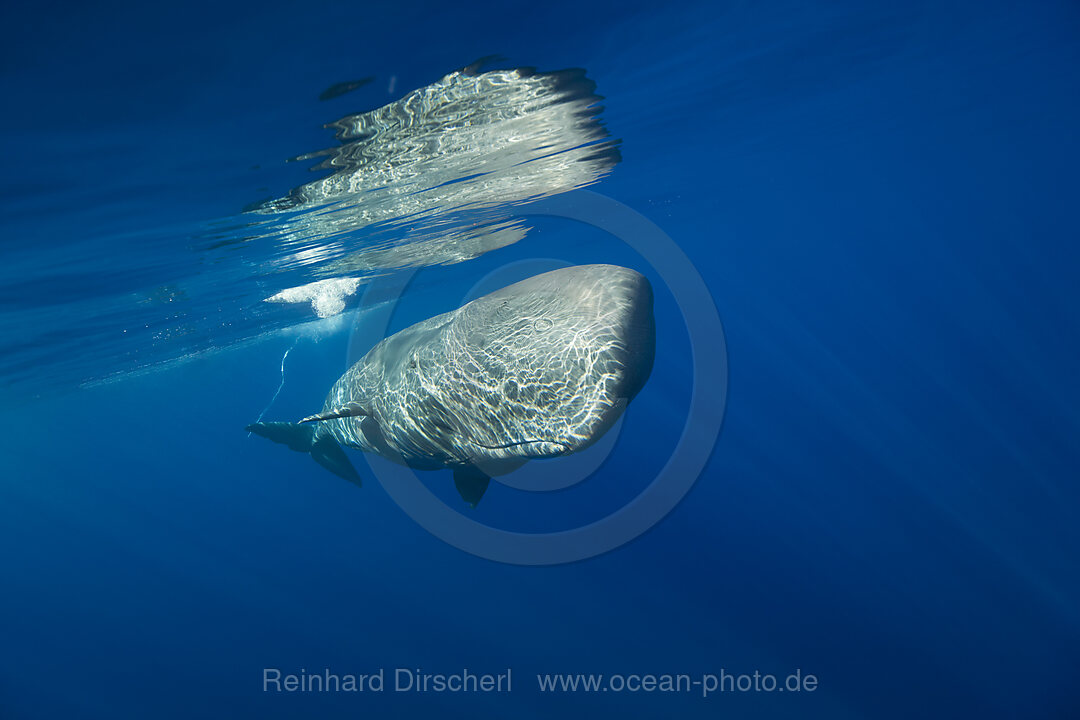 Sperm Whale, Physeter catodon, Azores, Atlantic Ocean, Portugal