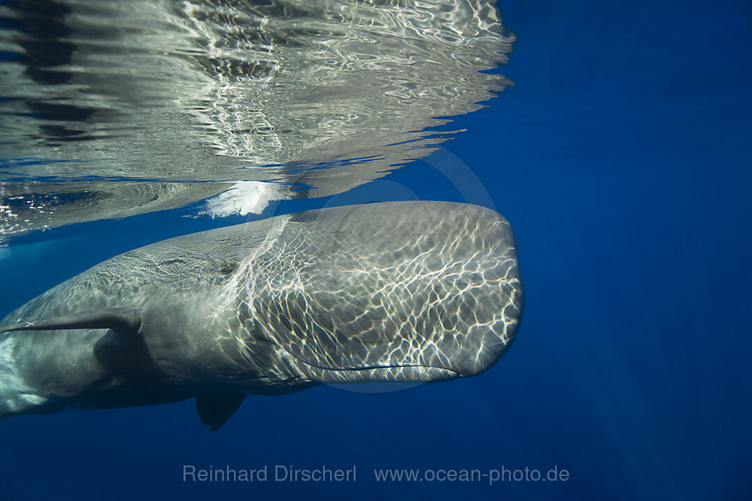 Sperm Whale, Physeter catodon, Azores, Atlantic Ocean, Portugal