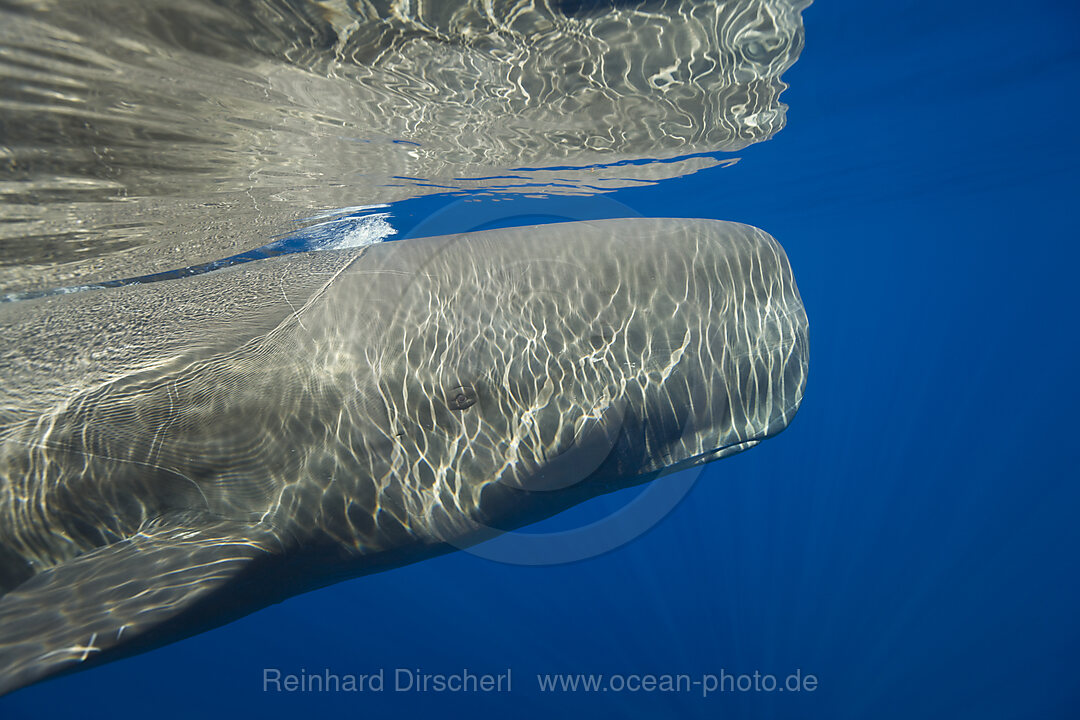 Sperm Whale, Physeter catodon, Azores, Atlantic Ocean, Portugal