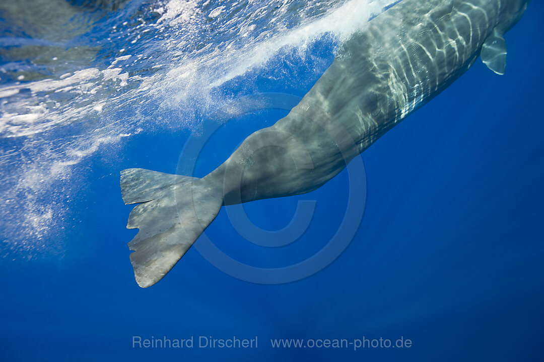 Pottwal, Physeter catodon, Azoren, Atlantik, Portugal