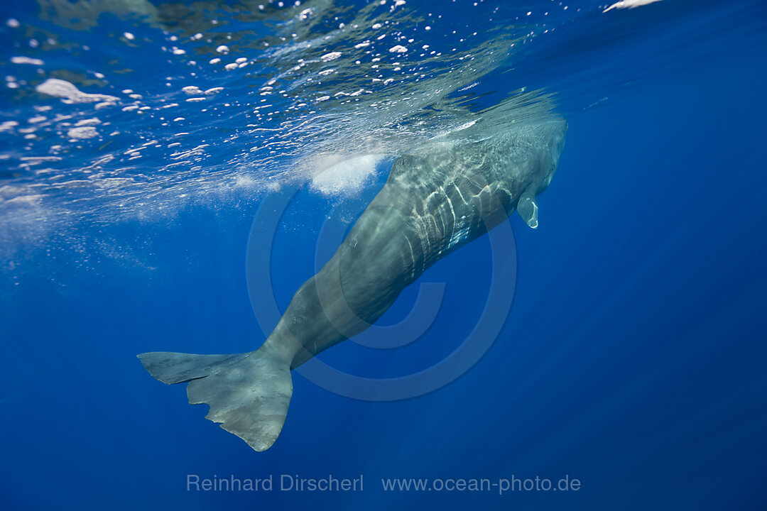 Pottwal, Physeter catodon, Azoren, Atlantik, Portugal