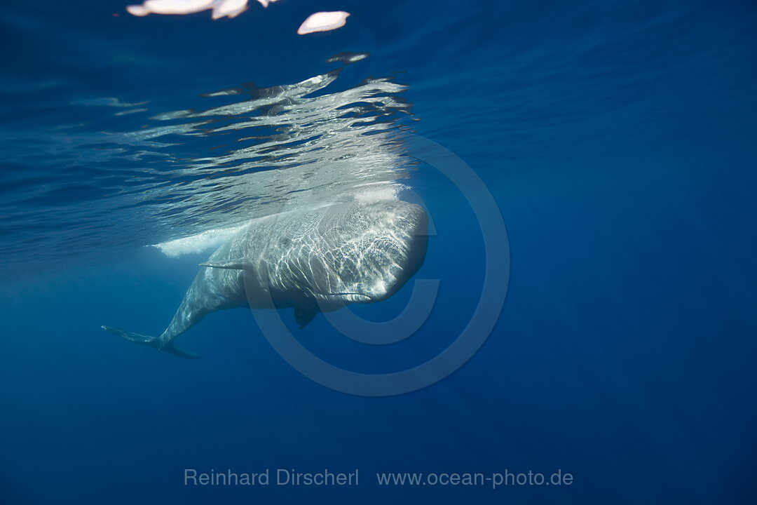 Sperm Whale