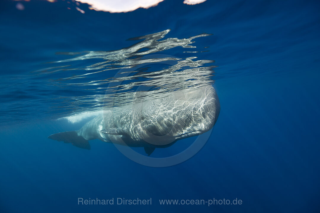 Sperm Whale