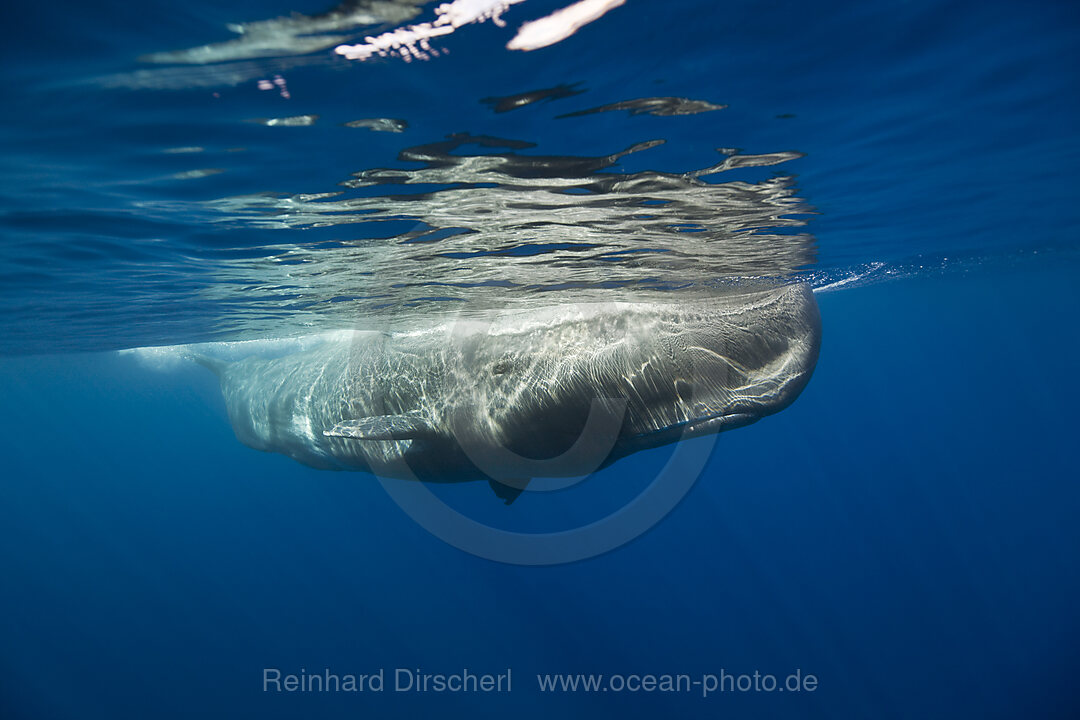 Sperm Whale, Physeter catodon, Azores, Atlantic Ocean, Portugal