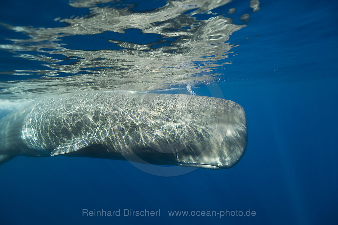 Sperm Whale